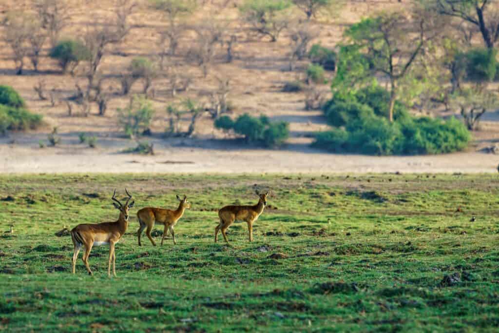 Tsavo National Park: Kenya's Ultimate Wild Gem - Explore Now!