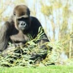 Experience the Unforgettable Gorilla Trekking Adventure in Rwanda/Uganda: A Journey of a Lifetime