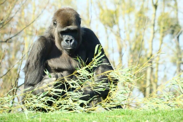 Experience the Unforgettable Gorilla Trekking Adventure in Rwanda/Uganda: A Journey of a Lifetime